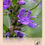 Thumbnail: Hissopo (Hyssopus officinalis)
