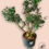 Thumbnail: Pré-Bonsai