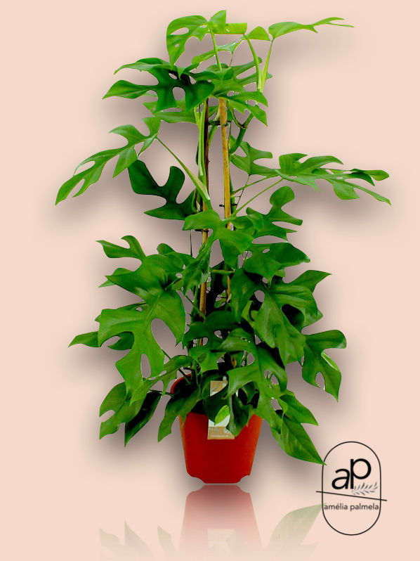 Philodendron minima