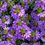 Miniatura: Scaevola aemola
