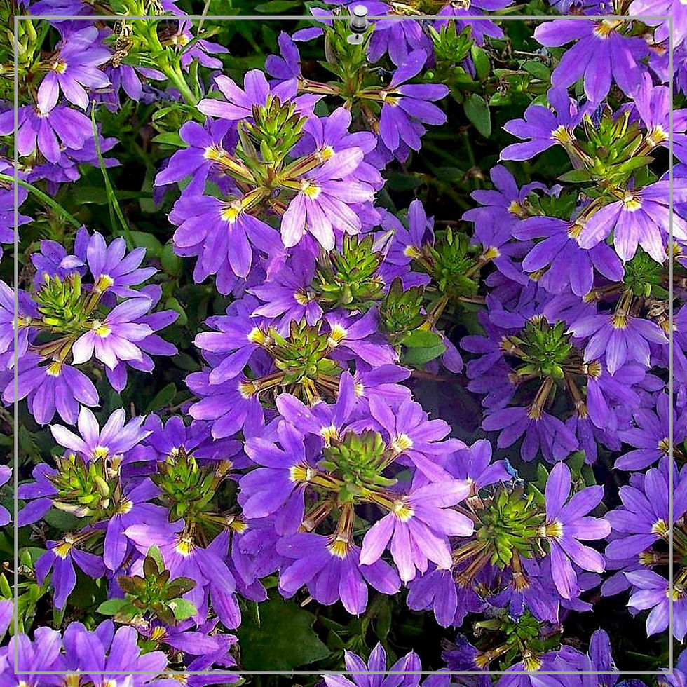 Thumbnail: Scaevola aemola