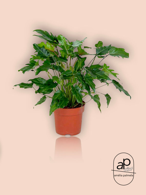 Philodendron xanadu