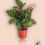 Thumbnail: Calathea MIX 12 cm