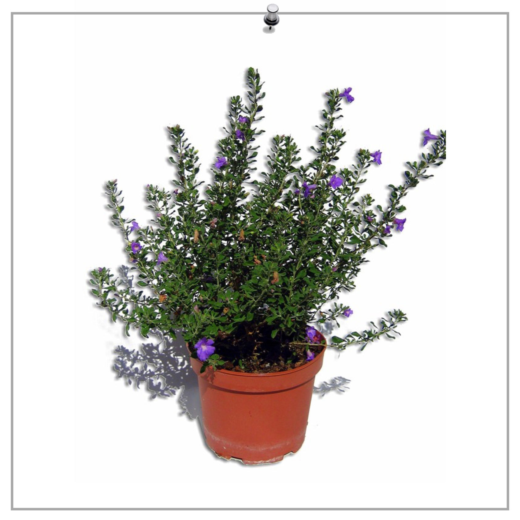 Leucophyllum "Green Cloud"