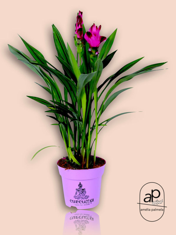Curcuma Siam