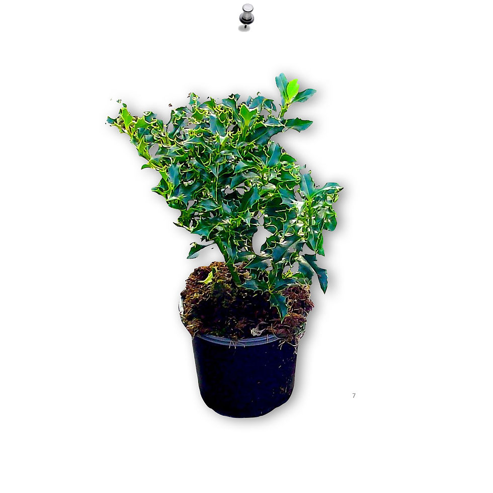Ilex