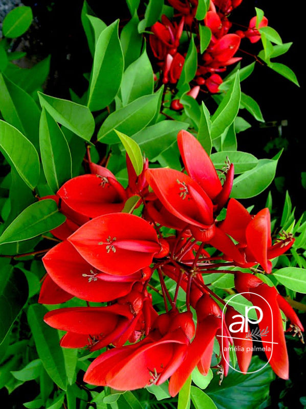 Erythrina crista-galli