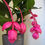 Thumbnail: Medinilla magnifica ‘Flamenco’