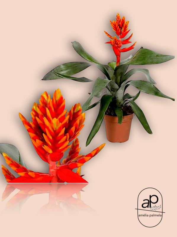 Aechmea Pepita Elegant Flames