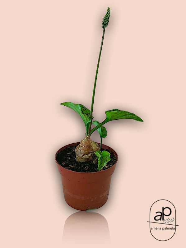 Ledebouria petiolata