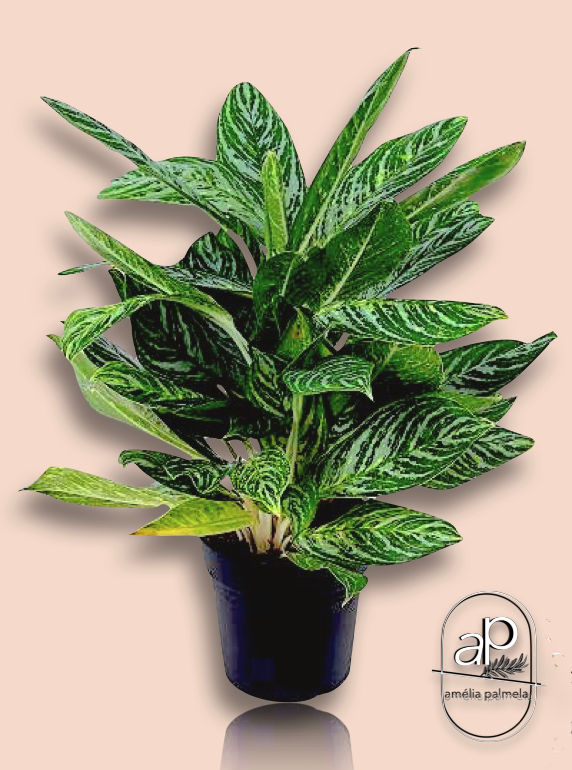 Aglaonema 'Golden Madonna