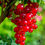 Thumbnail: Ribes Rubrum 'Jonkheer Van Tets'