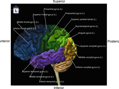 Beyin Yapılarının Büyüme ve Küçülmeleri Ne Anlama Gelir