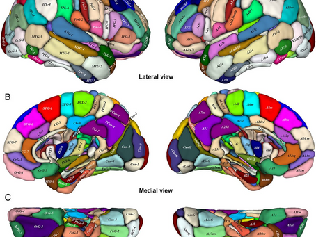 Beyin Bölgelerinin Görevleri ve Davranışsal Bağlantıları