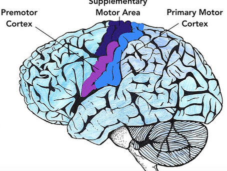 Supplementary Motor Cortex (SMA - Tamamlayıcı Motor Alan) İşlevi