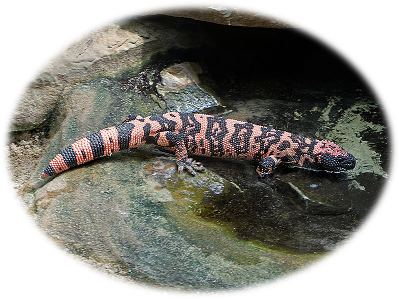Lagarto da espécie Heloderma suspectum