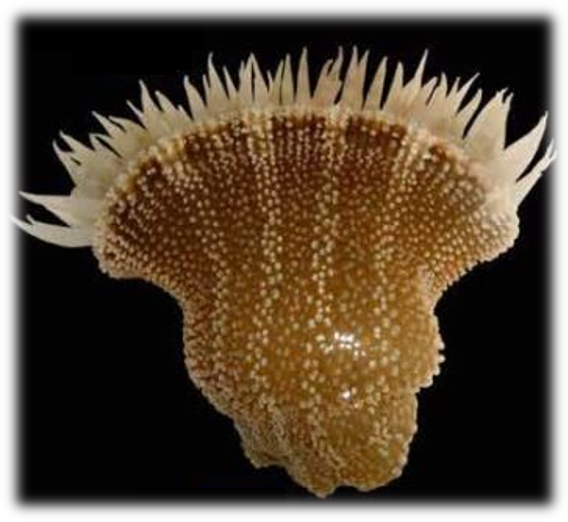 Anêmona da espécie Bunodosoma granulifera