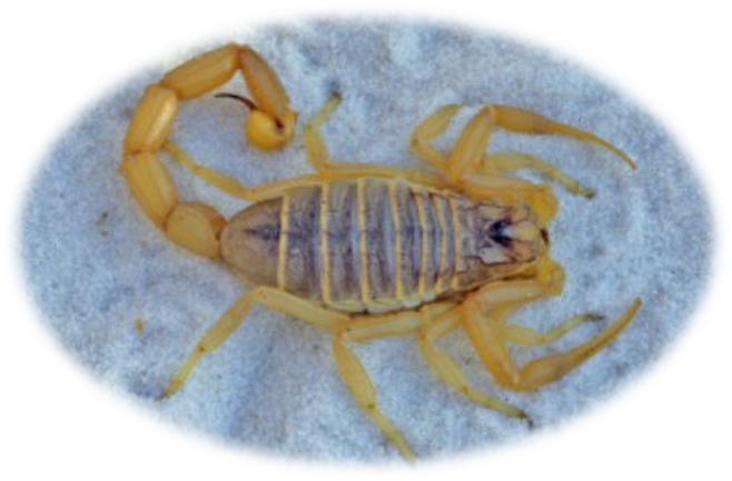 Escorpião da espécie Leiurus quinquestriatus