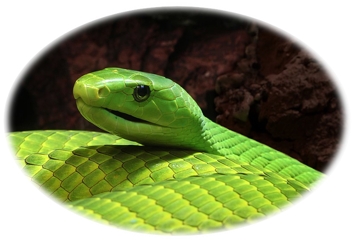 Dendroaspis angusticeps (mamba verde), espécie com toxinas da classe dendrotoxinas e fasculinas