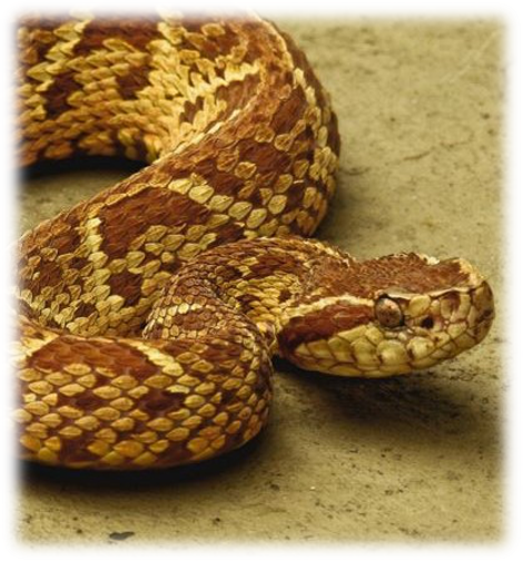 Serpente da espécie B. jararacussu