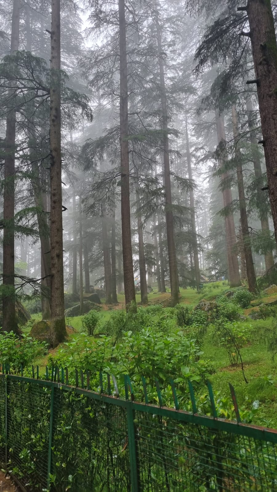 A foggy pine tree forest that lifts up your spirits