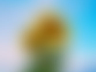 Dois girassóis lado a lado sob um céu azul, simbolizando parceria, crescimento e cuidado na relação. Terapia de Casal.