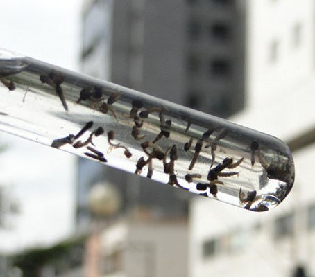 Leopoldina tem 51 casos prováveis de dengue. Situação é considerada baixa pelo governo