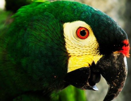 Entrega de animais silvestres e exóticos cresce 71% em Minas Gerais