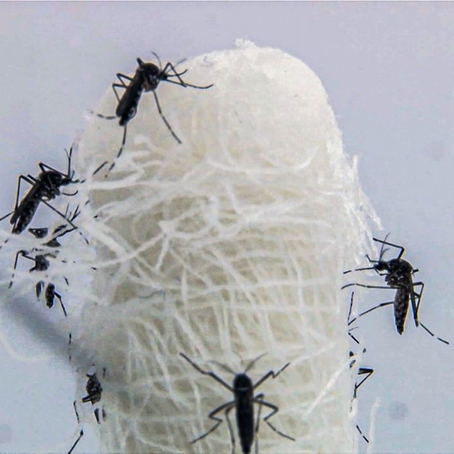 Brasil ultrapassa 5 milhões de casos prováveis de dengue