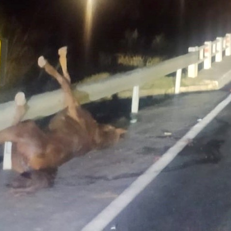 Acidente entre cavalo e motocicleta deixa dois feridos na BR-116 