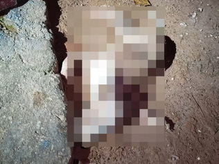 Homem é preso por suspeita de maus-tratos após morte de pit bull em Muriaé