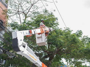 Manutenção preventiva de árvores pode prevenir acidentes com a rede elétrica