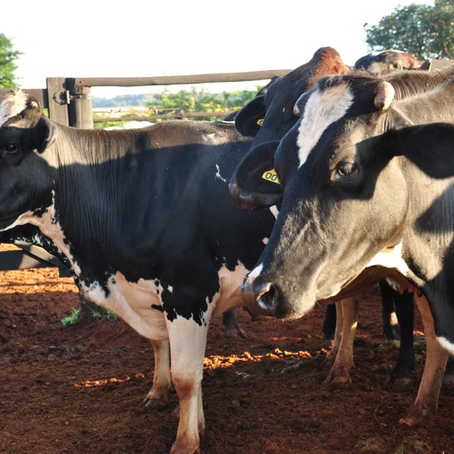 Epamig lança aplicativo gratuito para gerenciamento de custos na atividade leiteira 