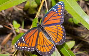 Viceroy butterfly