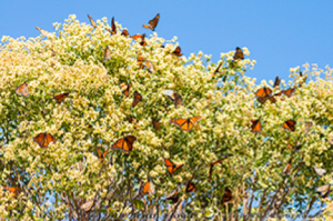 Monarch butterfly