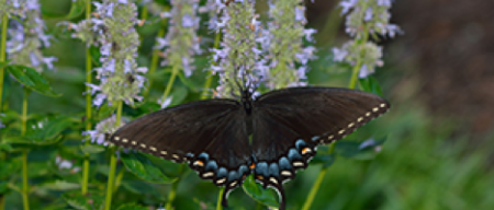 Eastern Tiger Swallowtails butterfly