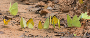 Cloudless Sulphurs butterfly