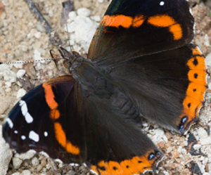 Red Admiral butterfly