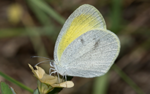 Barred Yellows butterfly