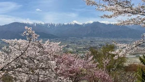 桜ごしの北アルプス