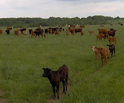 Cows.jpg