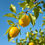 Thumbnail: LEMON