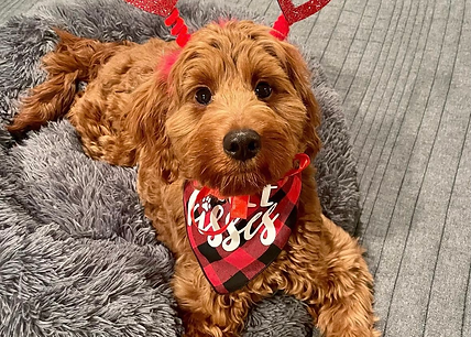 Doodle Pup Christmas
