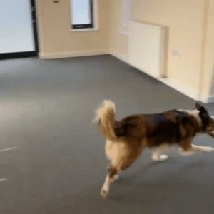 Doggo Gif