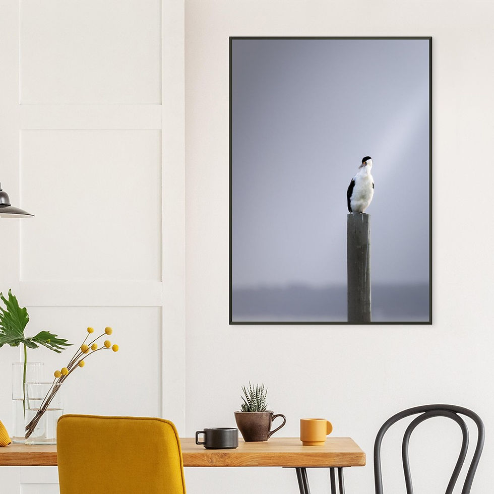 Thumbnail: Post Watch — Little Pied Cormorant | Framed Print