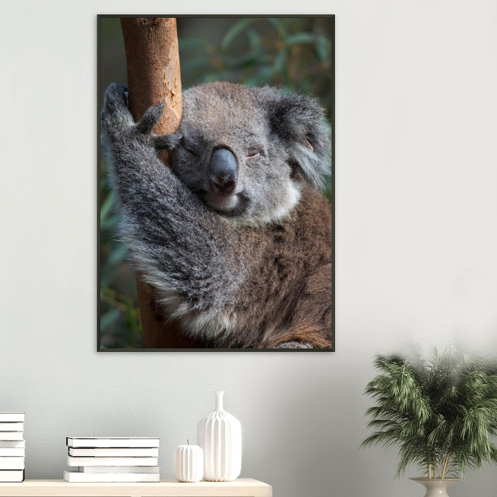 Treebound Dreams — Sleeping Koala