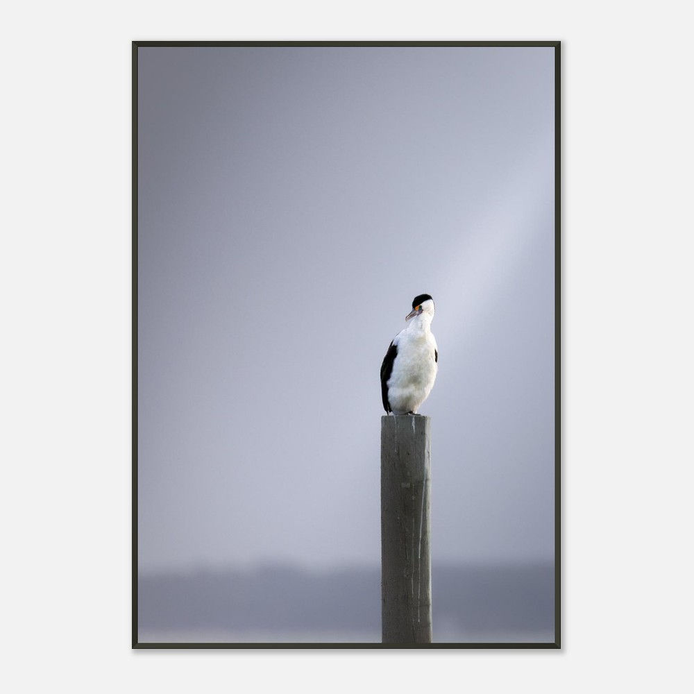 Post Watch — Little Pied Cormorant