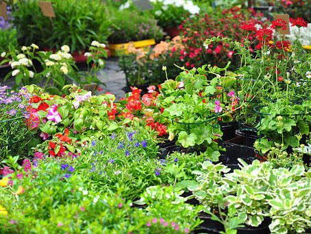 PLANT SALE! This Saturday 16th May