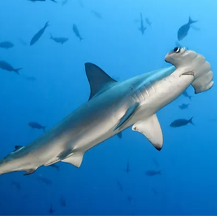 A New Hammerhead Shark Species Confirmed in French Polynesia