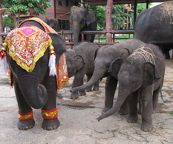 Baby elephant. Elephant Encounters.